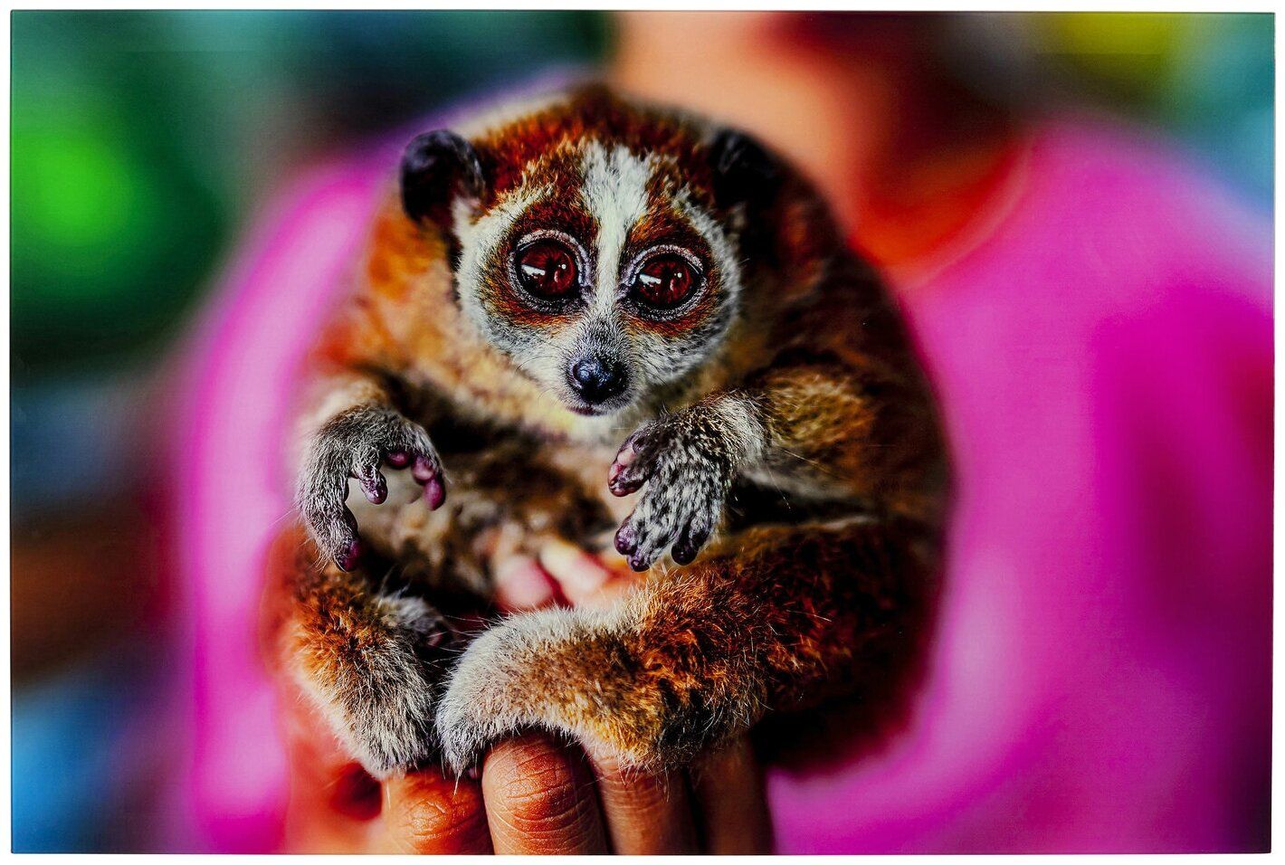 KARE Картина Lemur, коллекция 