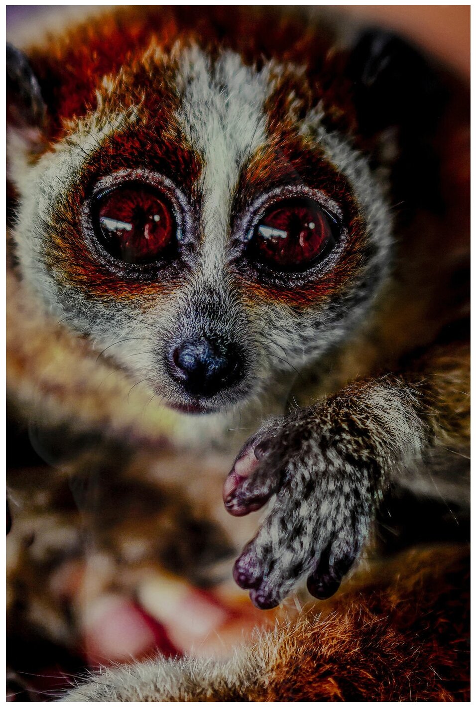 KARE Картина Lemur, коллекция 